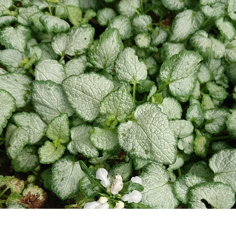 shireplants4391367