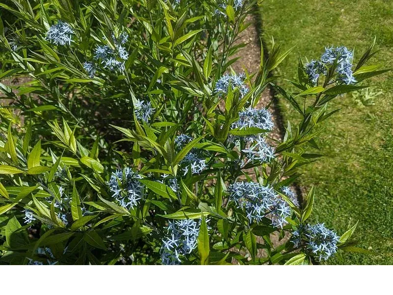 shireplants4391469
