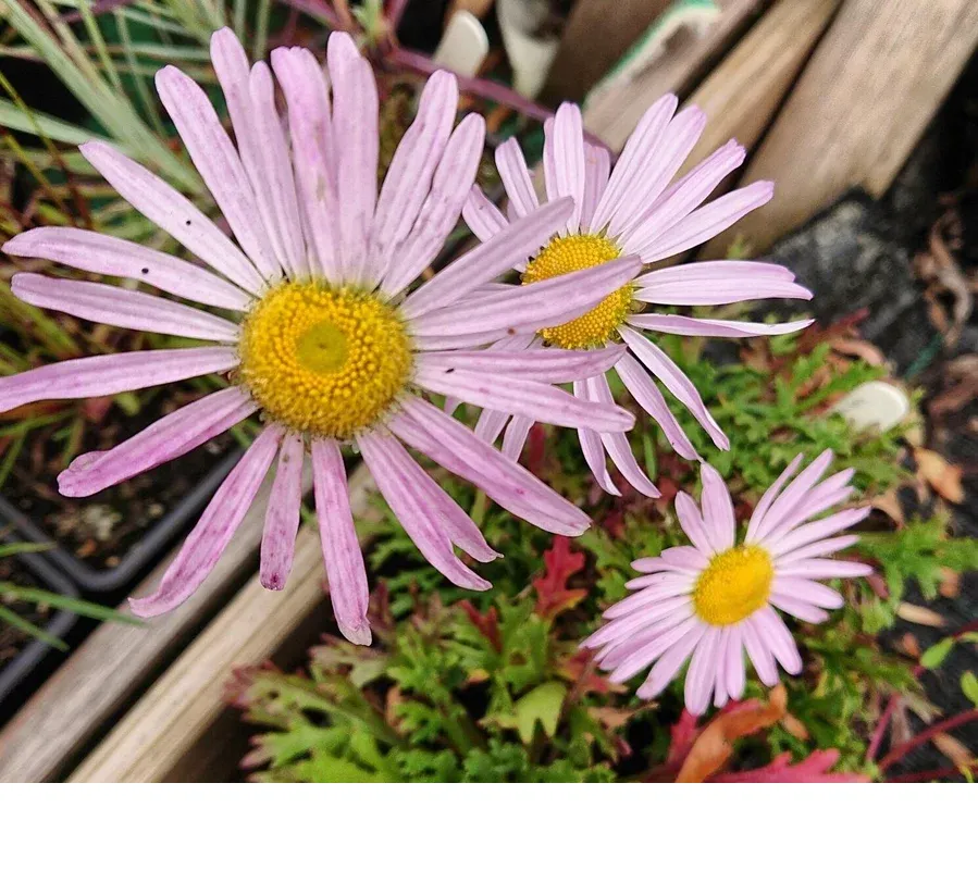 shireplants4391515