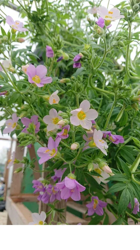 shireplants4391598