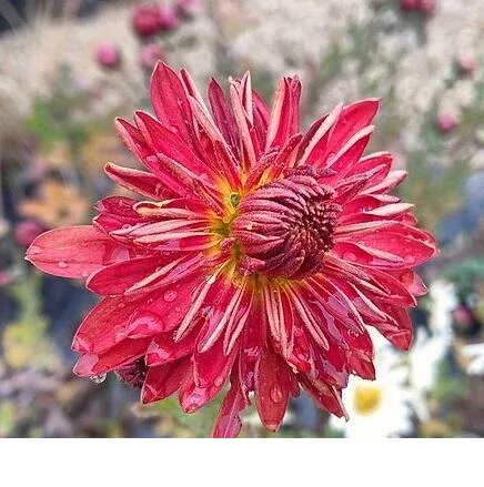 shireplants4391678