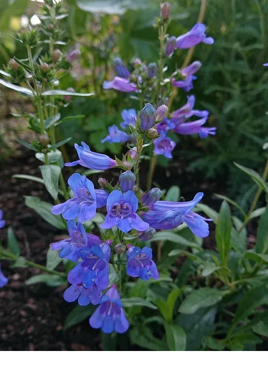 shireplants4391887