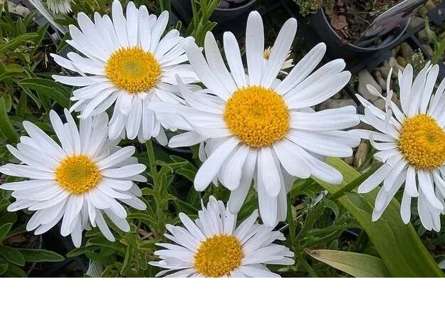 shireplants4391906