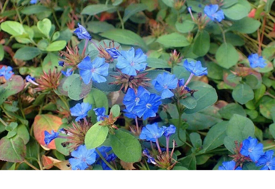shireplants4392137