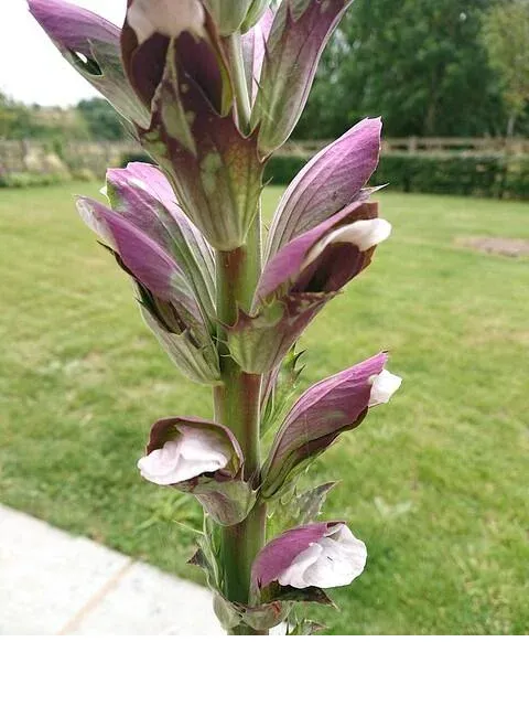 shireplants4392163