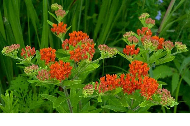 shireplants4392258