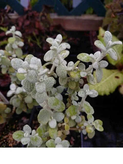 shireplants4392432