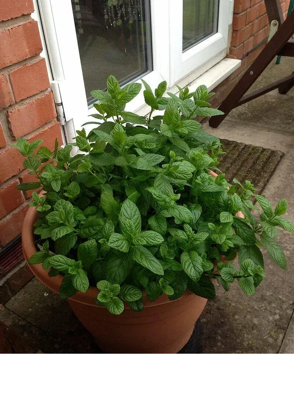 shireplants4392511
