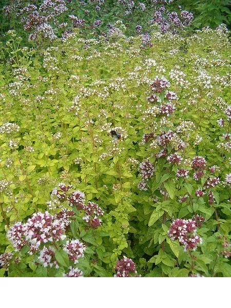 shireplants4392777