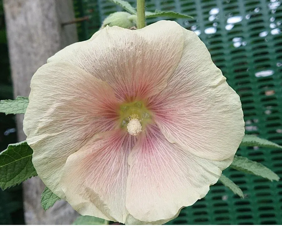 shireplants4392831