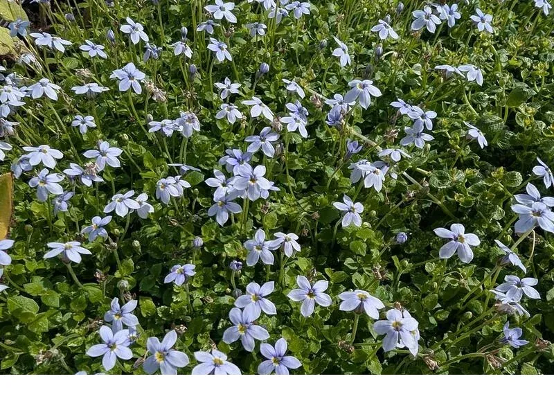 shireplants4392856