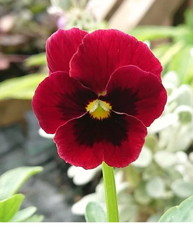 shireplants4392875