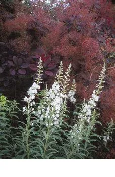 shireplants4392954