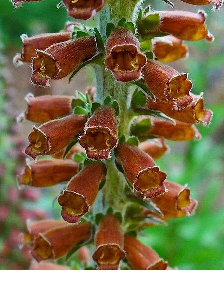 shireplants4392964