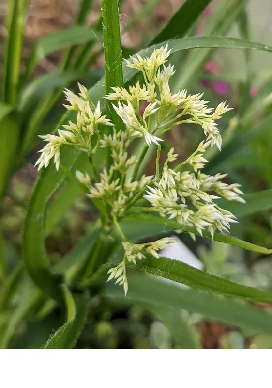 shireplants4393052