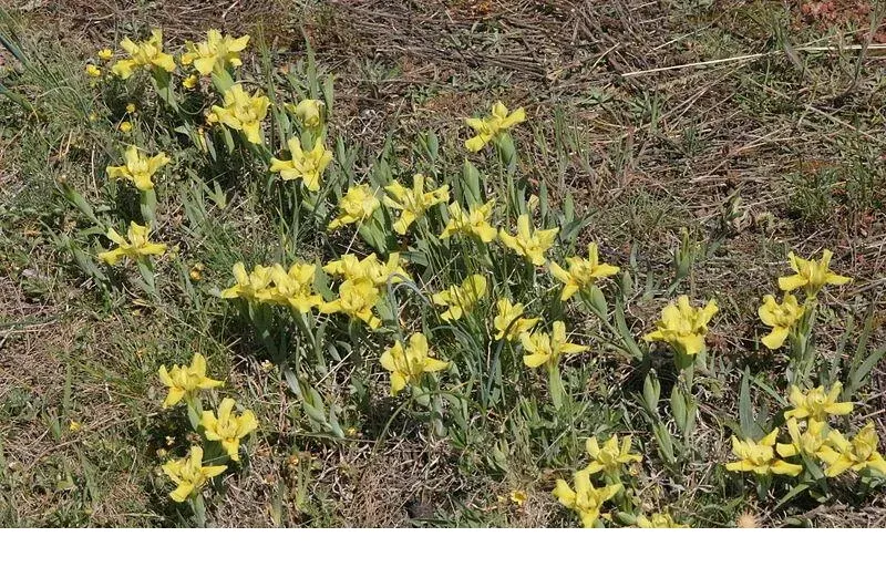 shireplants4393073