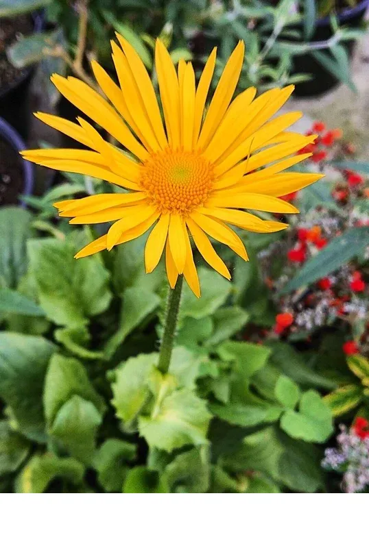 shireplants4393114