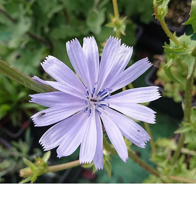 shireplants4393184