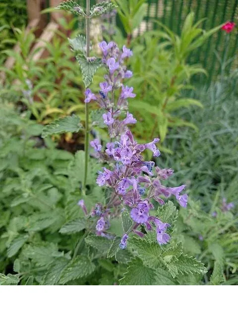 shireplants4393281