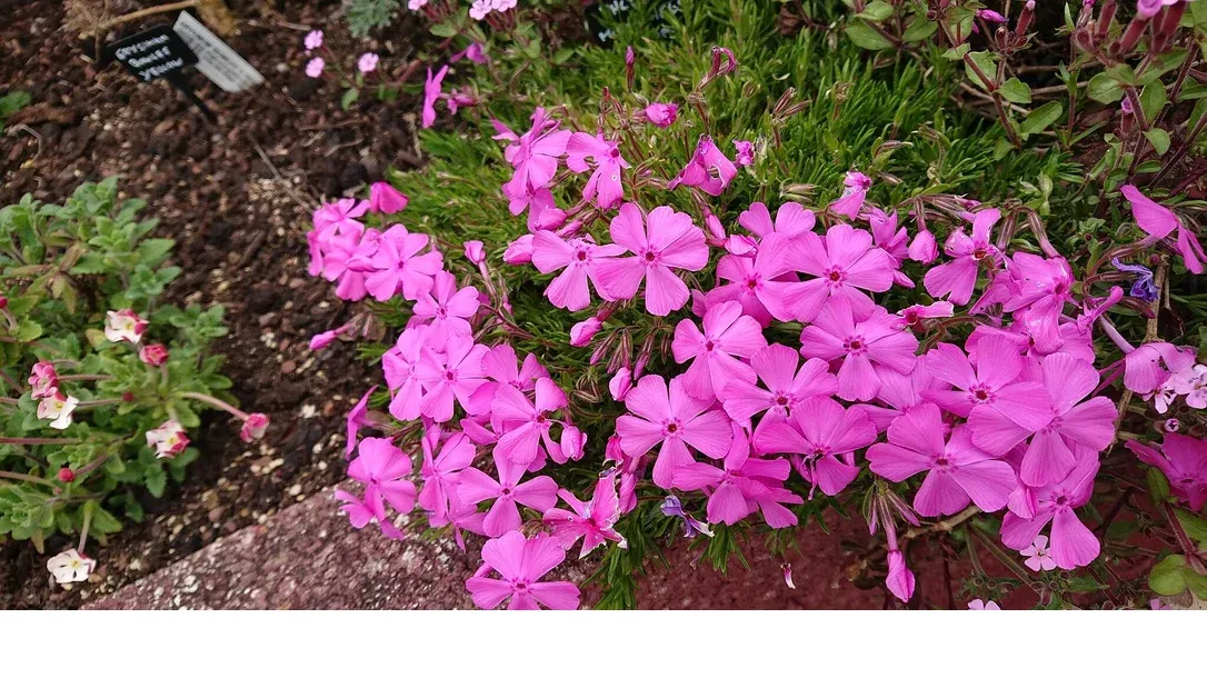 shireplants4393305