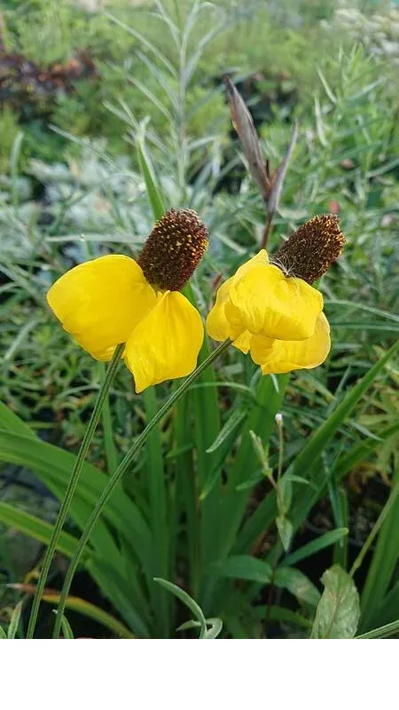 shireplants4393470