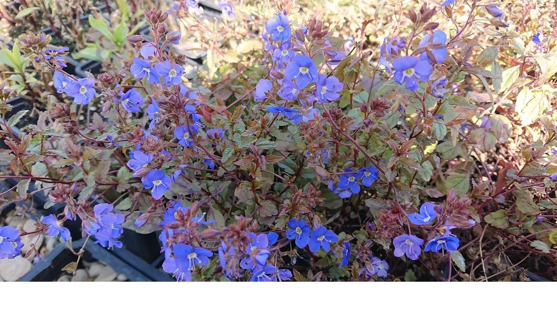 shireplants4393585