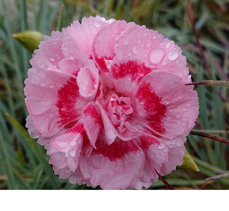 shireplants4393602