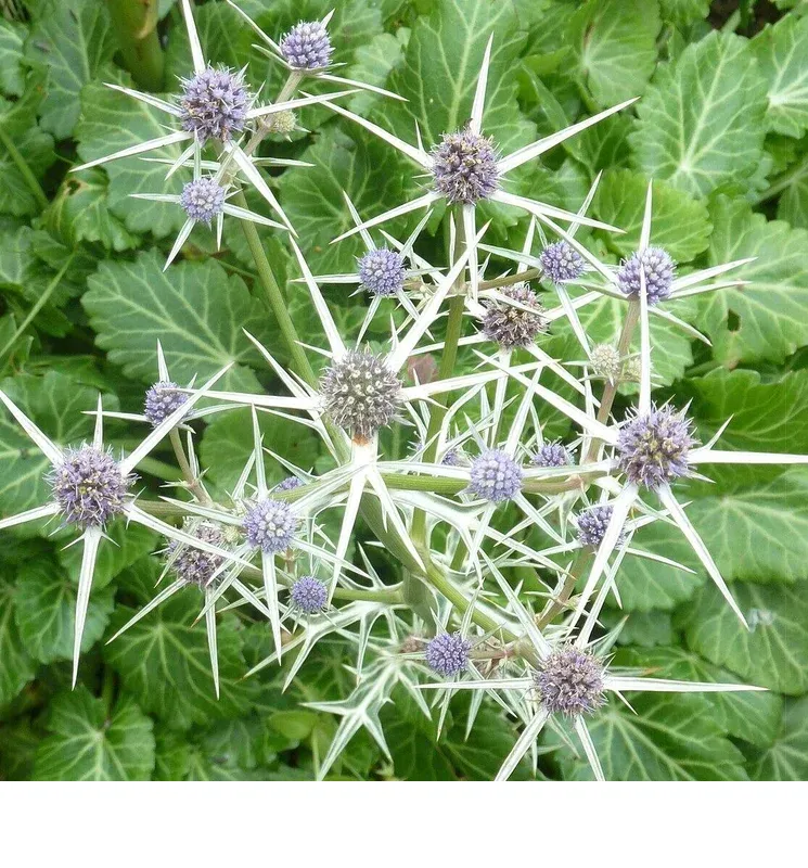 shireplants4393617