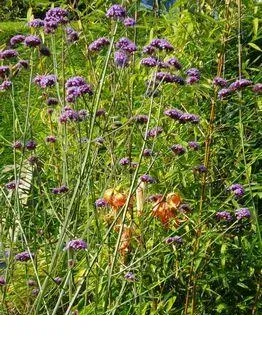 shireplants4393752
