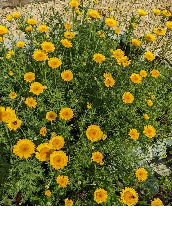 shireplants4393806