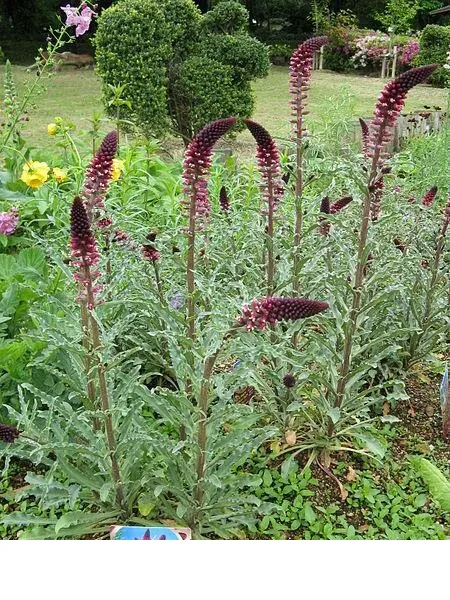 shireplants4393817