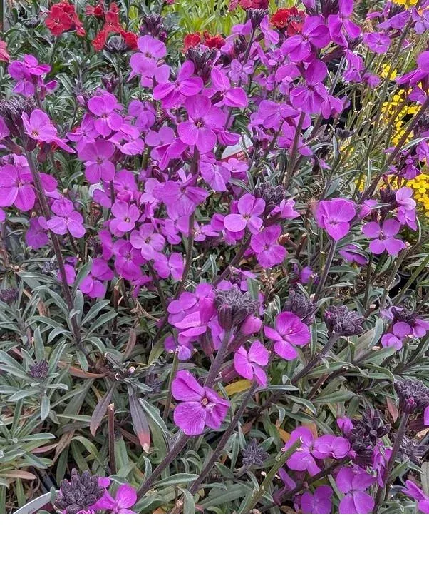 shireplants4393854