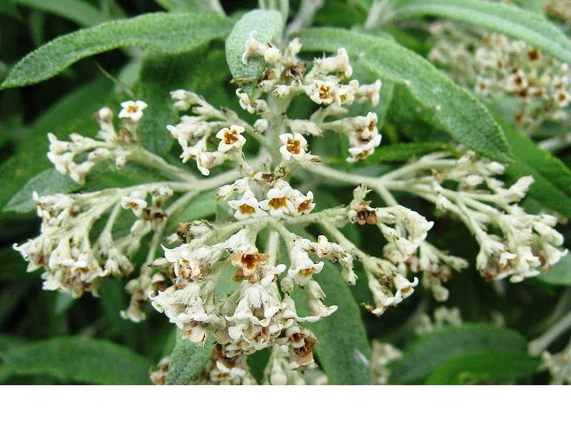 shireplants4394152