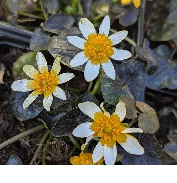 shireplants4394210