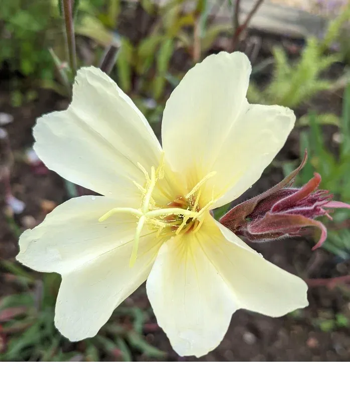 shireplants4394379