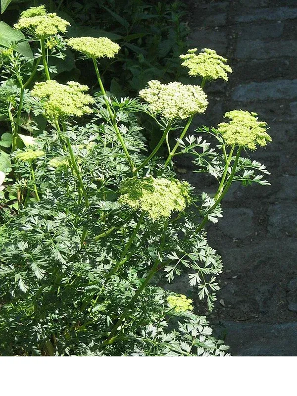 shireplants4394577