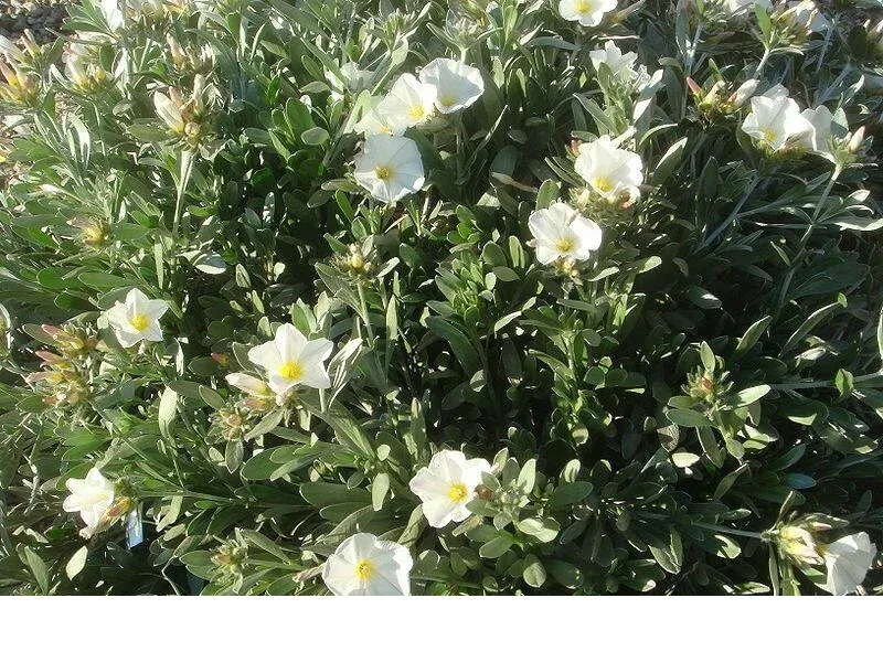 shireplants4394769