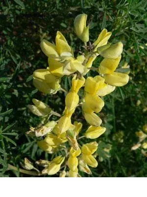 shireplants4394808
