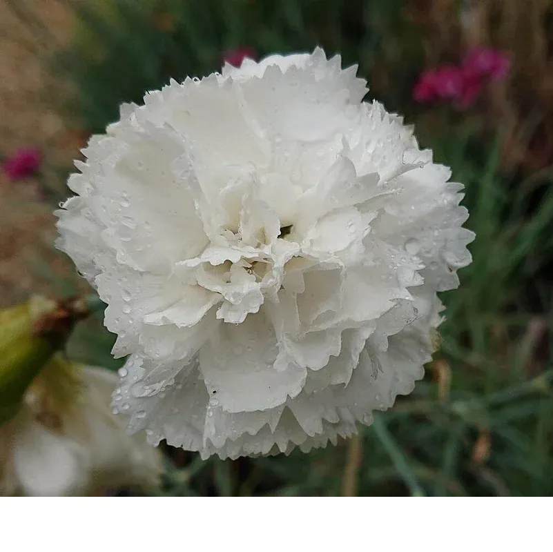shireplants4394830
