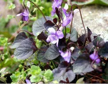 shireplants4394855