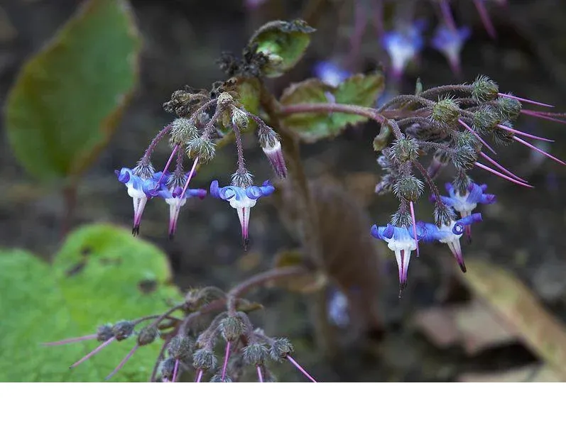 shireplants4395080