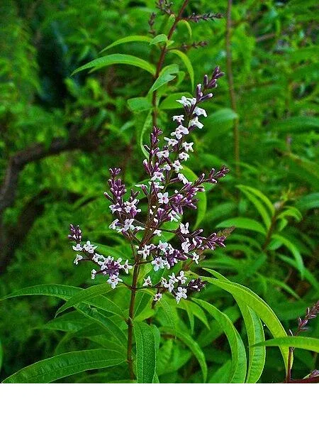 shireplants4395208