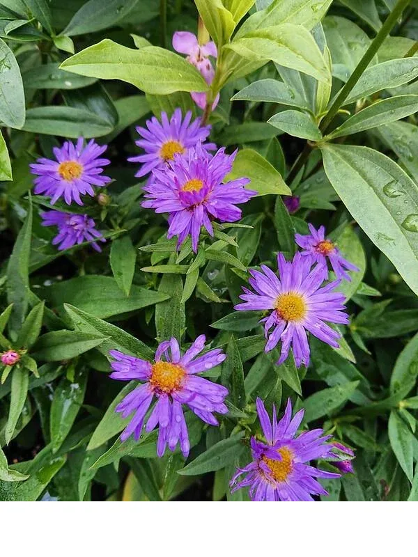 shireplants4395286