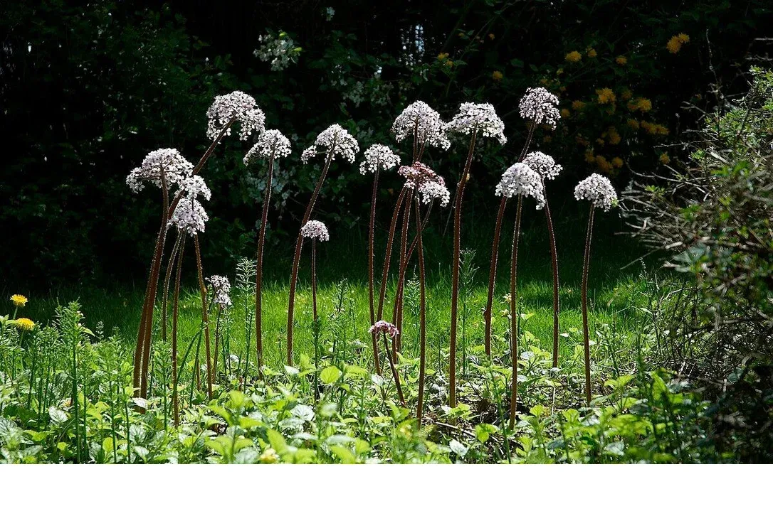 shireplants4395697