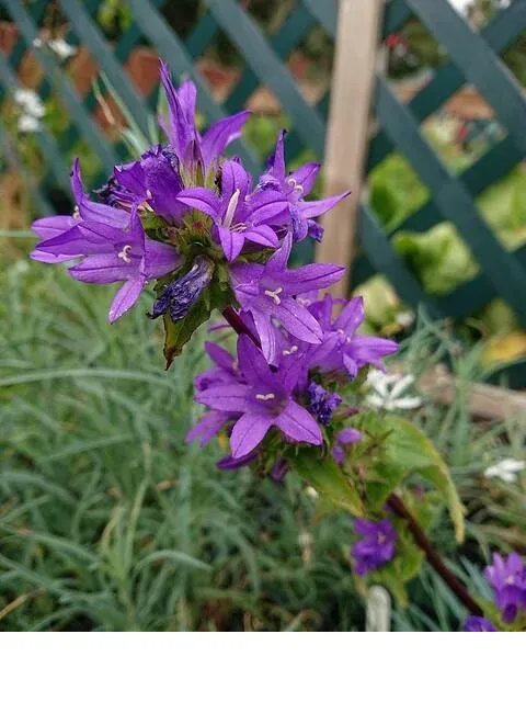 shireplants4395740