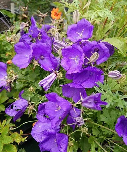 shireplants4395772