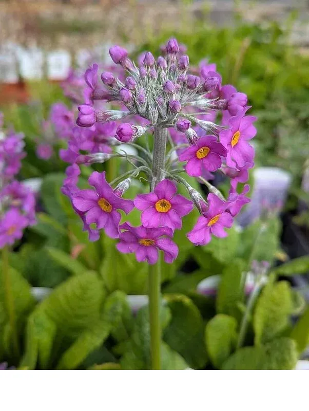 shireplants4396045
