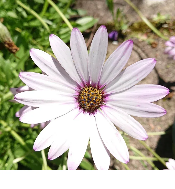 shireplants4396150