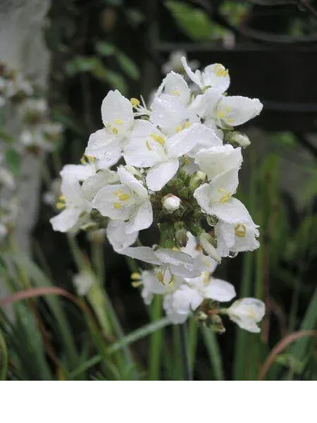shireplants4396730