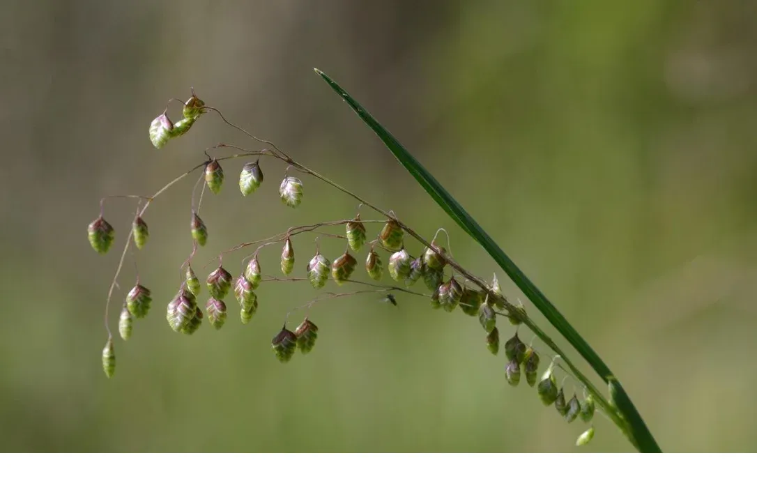 shireplants4396756